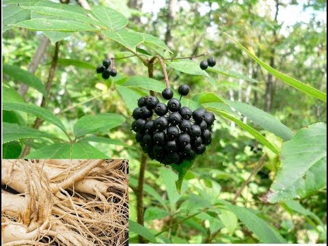 Vídeo: L'arrel siberiana és el mateix que el ginseng siberià?