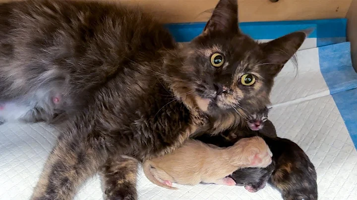 Video 11492821: first maine coon