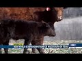 Parasitic screwworm fly may have been detected in Texas, but Nebraska veterinarian says don’t pan...