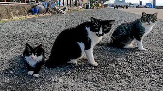 猫島で出会ったハチワレ猫親子がカワイイ