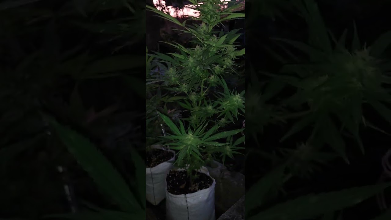 ดอก week 2 Ethos Lemon Berry candy Og &EndGame Rbx the Punch line & Early Lemon berry Rbx เอ้าดอร์