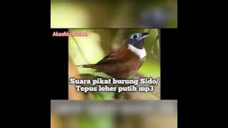 suara pikat burung sido/tepus leher putih mp3