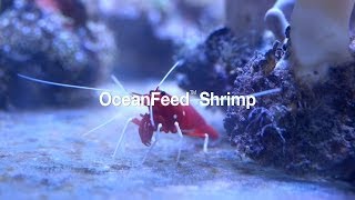 OceanFeed Shrimp