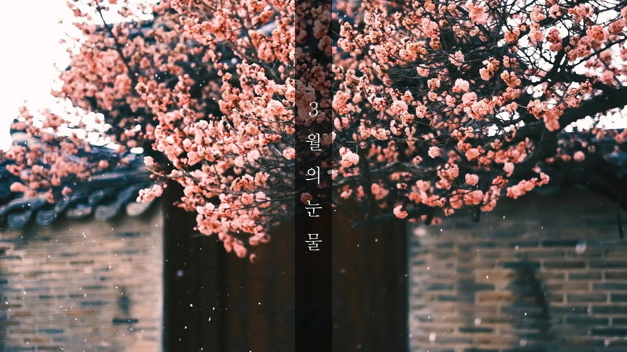 창덕궁 눈 내리는 날의 홍매화 3월의 눈물