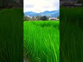 We can never have enough of Nature
