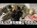 獣医師さんが『この母猫妊娠してる』緊急検査してもらいました