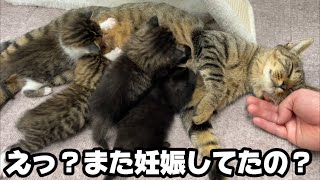 獣医師さんが『この母猫妊娠してる』緊急検査してもらいました