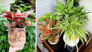 How to have beautiful potted plants to decorate your home without spending money