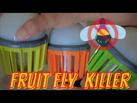 Invite Fruit Fly Trap