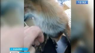 Лисицы всё чаще выходят к людям Лисицы всё чаще выходят к людям
