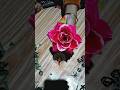 rose making with cloth 🌹#youtubeshorts #artandcraft #shorts #rose #drawing