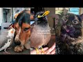 The Cutest TikTok Pets That Will Brighten Your Day