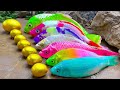 Ikan pelangiikan emas panas vs berburu koi telur warnawarni  memasak primitif  stop motion asmr