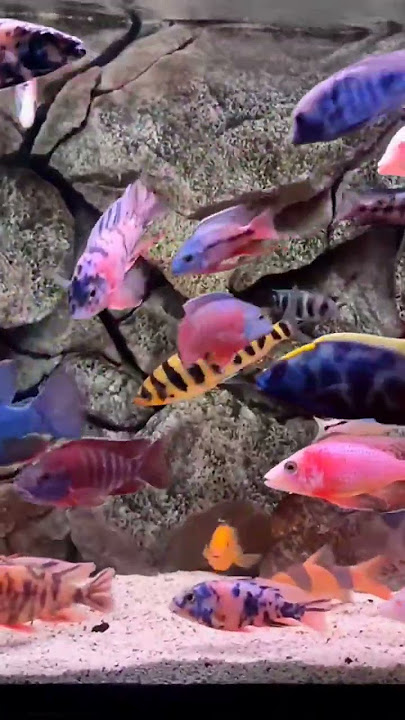 Cichlid afrika emang enak dipandang 😂😂