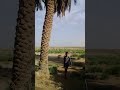 ميسان البتيرة ولد سادة موزان ميسان البتيرة ولد سادة موزان