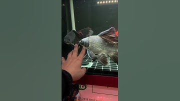 Cá chép phi tần - bướm cáp cao cấp #cachepphitan #cachepsutu #buomcapcaocap #koi #saigonfish