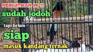Murai Sudah Jodoh Sebelum Masuk Kandang Ternak Harus Perhatikan Ini Kalau Mau Cepat Produk