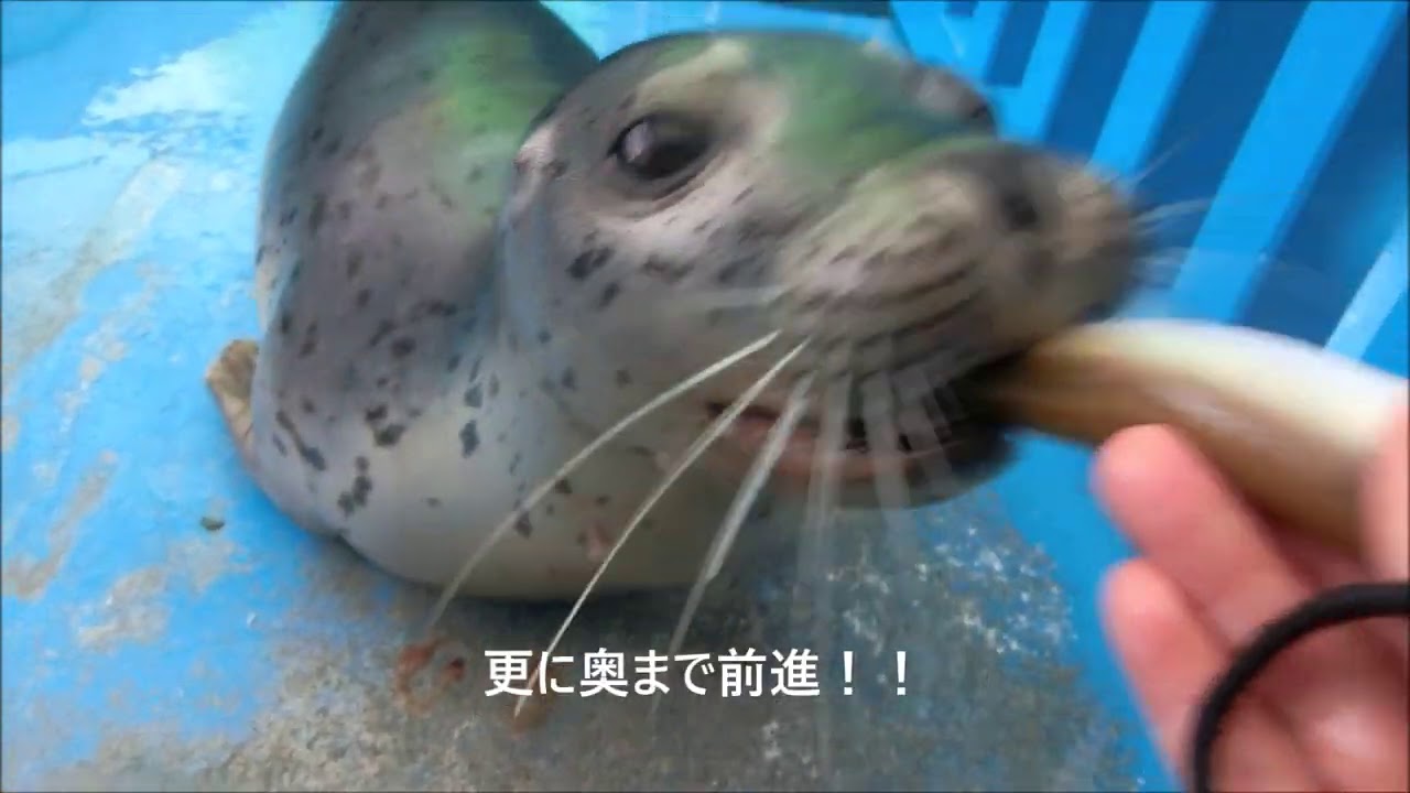 アザラシ】Good boy!（伊勢シーパラダイス／水族館） - YouTube