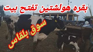 ضربه بالمرزبه ولا عشره بالشاكوش بقره هولشتين من المال الطيب