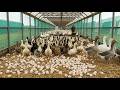 The Complete Process of Raising Geese at Scale (ASMR No Talking) 🥚🚜