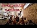 Relax with me, and enjoy some simple living while I clean out my flocks coop
