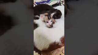 🥛💛Kittens Feeding on Mother’s Milk #KittenFeeding #CatMilk #CuteAnimals #FelineCare #PetParenting