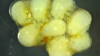 The Pseudoscorpion
