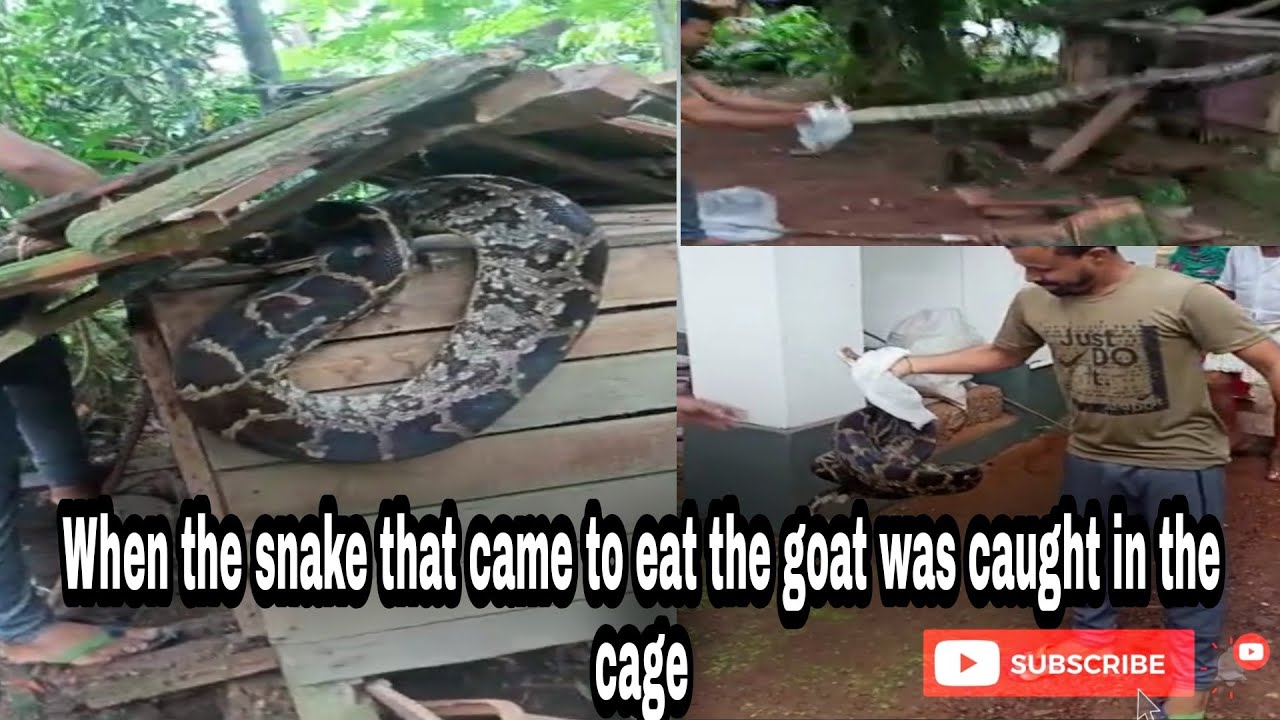 When rock python snake| that came to eat |the goat was caught in the ...