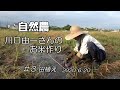 【自然農】川口由一さんのお米作り♯３田植え 2020/6/20　[Natural farming] Kawaguchi's rice making ♯3