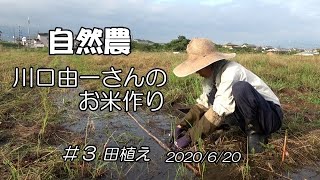 【自然農】川口由一さんのお米作り♯３田植え 2020/6/20　[Natural farming]  Kawaguchi's rice making ♯3 自然農 川口由一さんのお米作り ３田植え 2020 6 20 Natural Farming Kawaguchi S Rice Making 3
