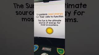 Energy Flow in Ecosystems Lesson and Activity