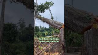 The last seconds when the breadfruit tree fell🌲😀💪🙏