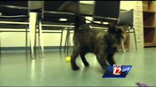 Randolph Co. residents allowed more pets