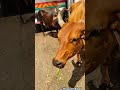 Gau Mata 