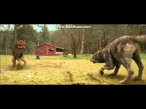 Twilight wolves - Circus for a psycho(Skillet)