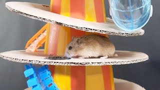 My Funny Pet Hamster in 2Cone Maze  Obstacle Course