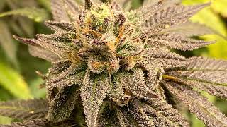 West Coast Croppers Exotic Genetix Bad Betty week7 flower Mars Hydro FCE3000 TNB Naturals ACInfinity