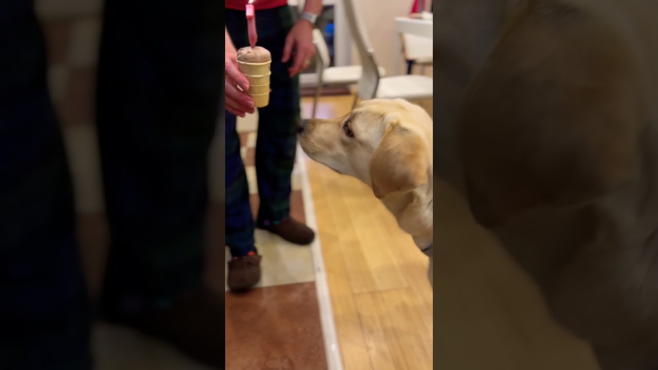 To Celebrate Your Dog's Birthday 