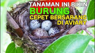 TANAMANTANAMAN  AJAIB INI BIKIN BURUNG CEPET BERSARANG DAN BERTELOR DI AVIARY