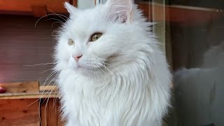 Turkish angora and Calico cats are relaxing on the balcony