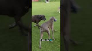 I Used a “Pack Tsunami” to Stop This Dog 😳