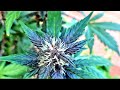 Autoflower live soil with knf results  purple bloody skunk harvest 