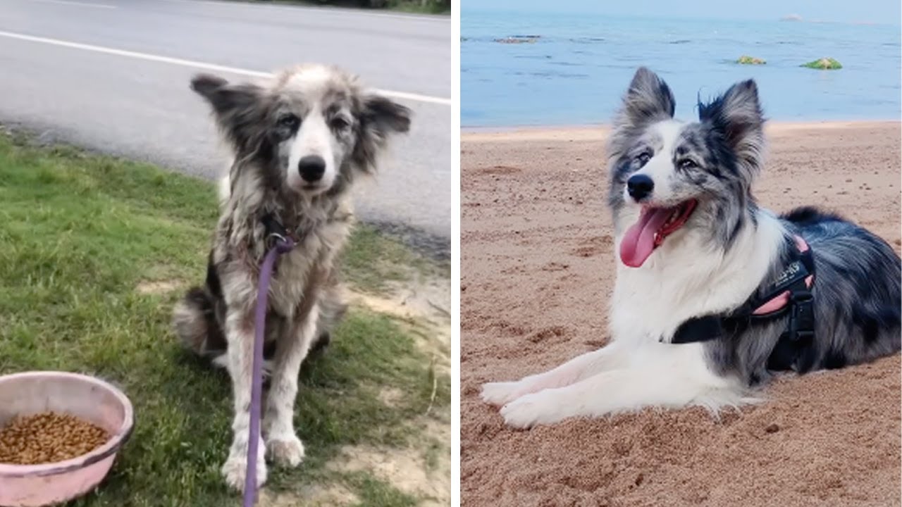 From an injured and wandering dog, she transformed into a beautiful mother of 6 puppies