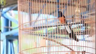 Murai Batu The Killer Tembakan 30 detik 1 kali Nafas 4 materi