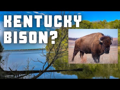 Vídeo: O que fazer em Land Between the Lakes, Kentucky