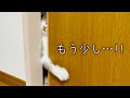 何とかして生ゴミを漁りに行きたい保護猫兄弟
