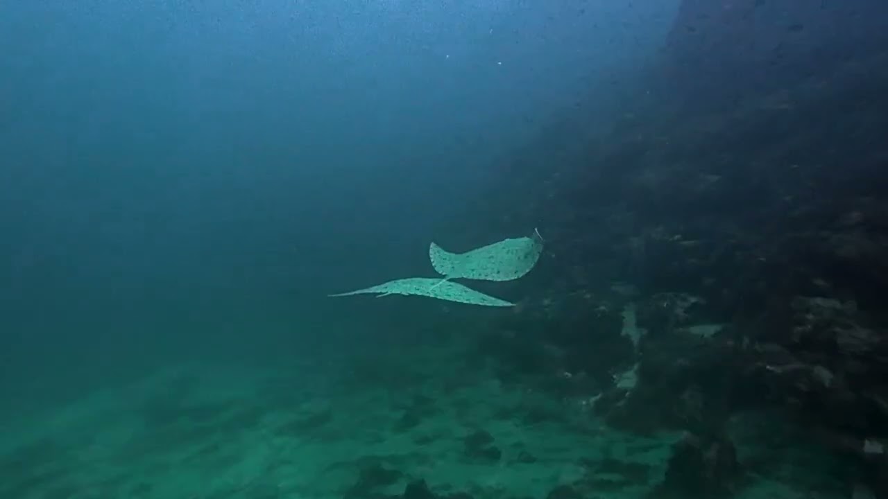 Isla Dragonera | Yellowstone