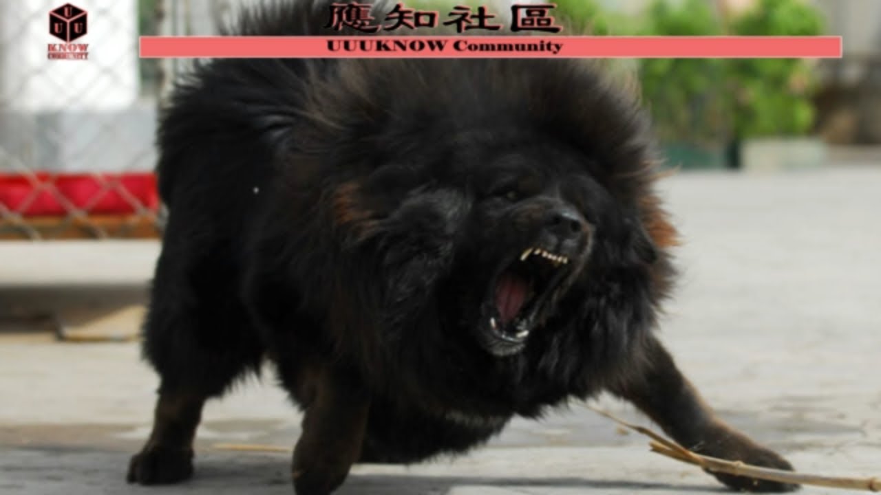 藏獒是犬中之王 但它是藏獒的剋星 Youtube