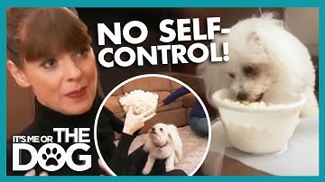 Teaching Your Dog to Control Its Impulses | It