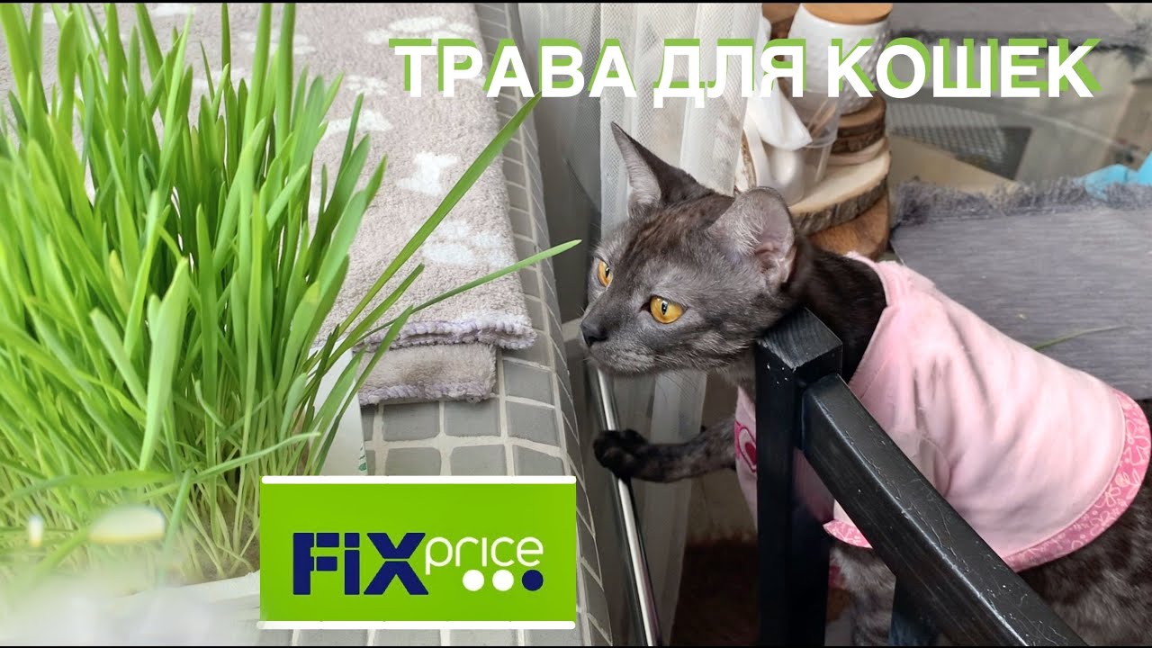 Трава для кошек  Titbit || Из FixPrice || Ожидание и реальность || Обзор
